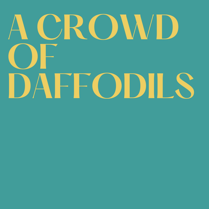 Daffodils - rebirth and new beginnings